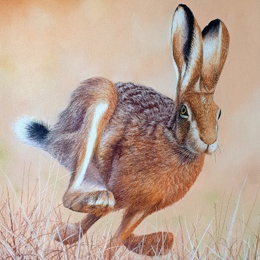 A pastel drawing of a brown hare by Ivan Jones featured UK artist for February 2025.